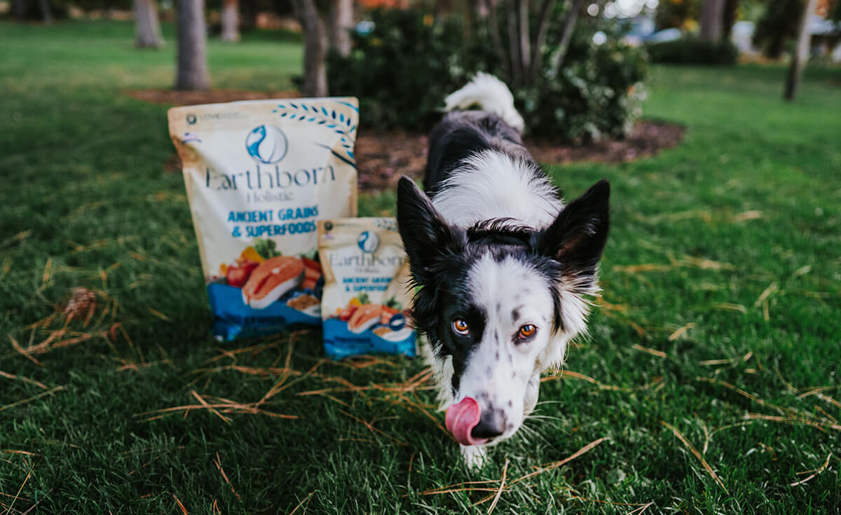 dog looking at camera while licking his mouth standing next to two bags of Earthborn Holistic Unrefined Salmon.