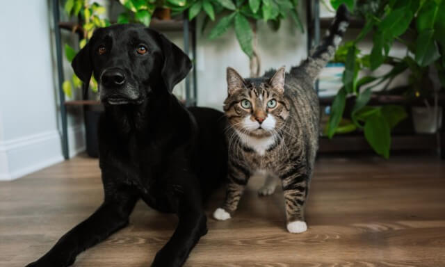 Dog & Cat Tips