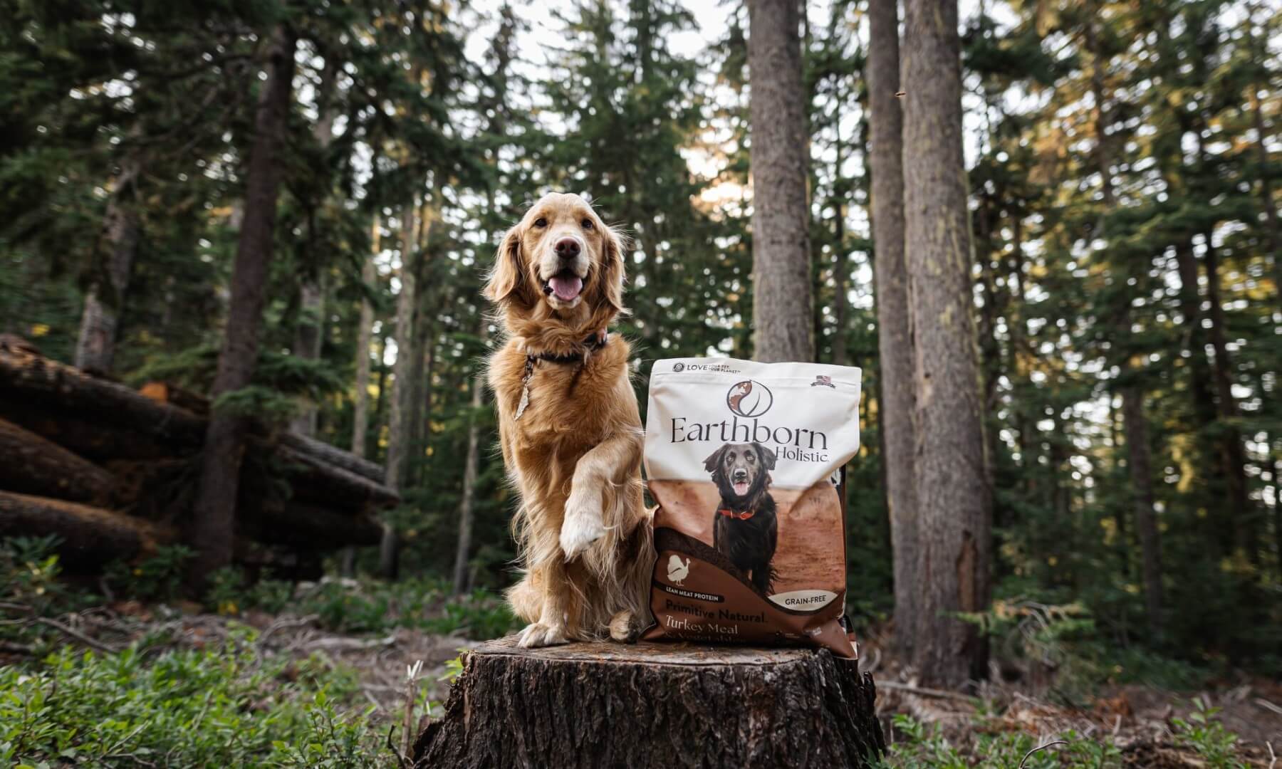 Dog sitting on tree stump with Primitive Natural