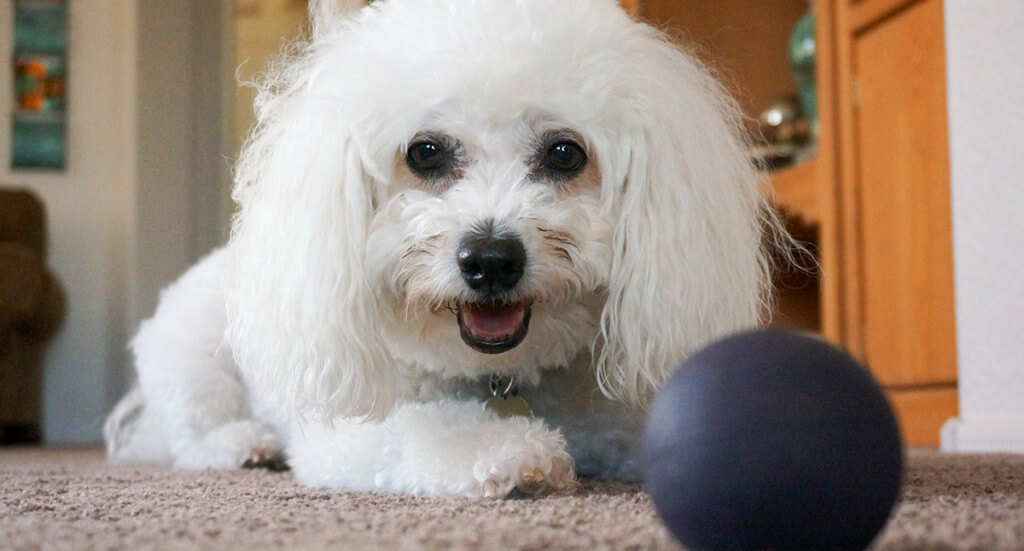 Bichon Frise lying on carpet looking at a ball toy.