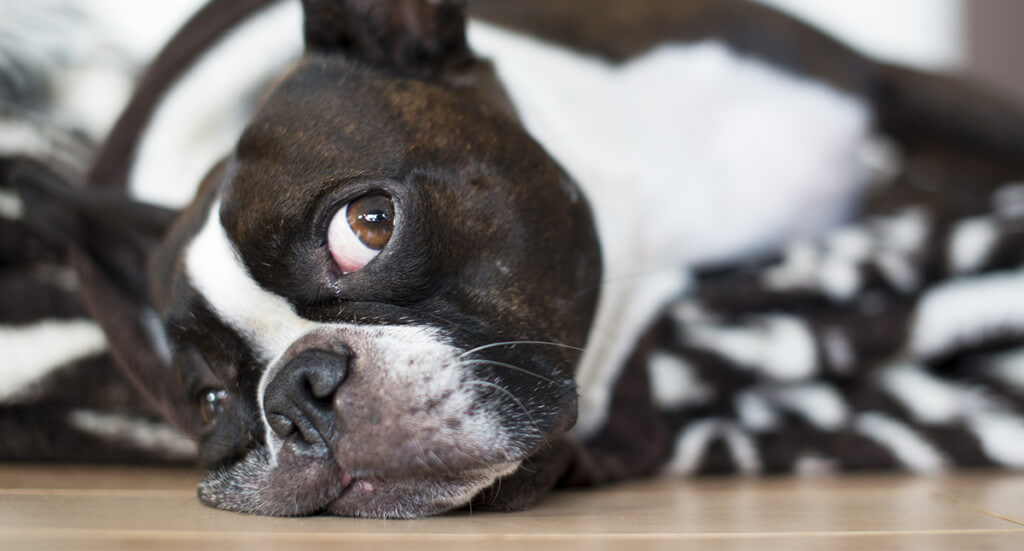 boston terrier looking up while lying on a hardwood floor.