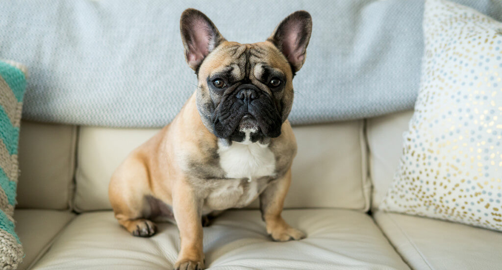 french bulldog sitting on couch staring at camera