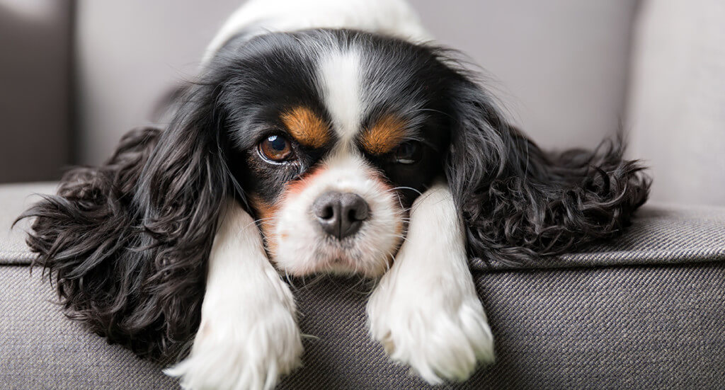 Cavalier King Charles Spaniel laying on a couch
