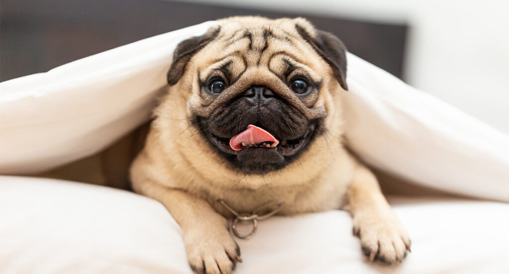 pug lying in bed under the covers smiling at the camera