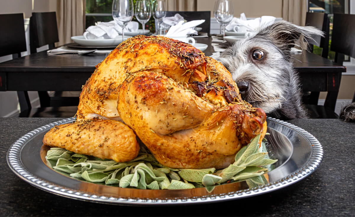 dog staring at the Thanksgiving turkey on top of the table