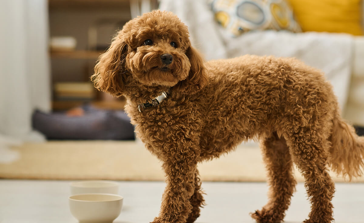 dog standing behind a food ball looking at owner