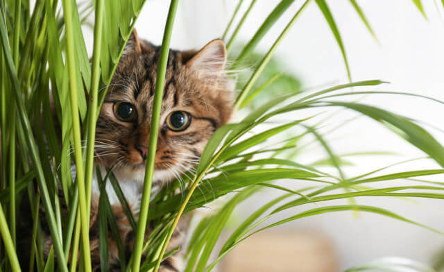 A Pet Parent’s Guide to Plants Toxic to Cats