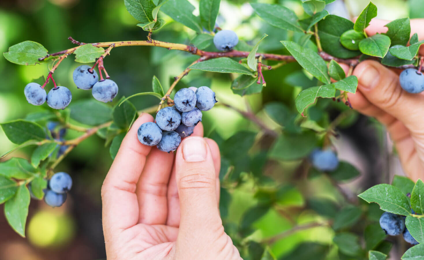 Hand grabs blueberries on branch