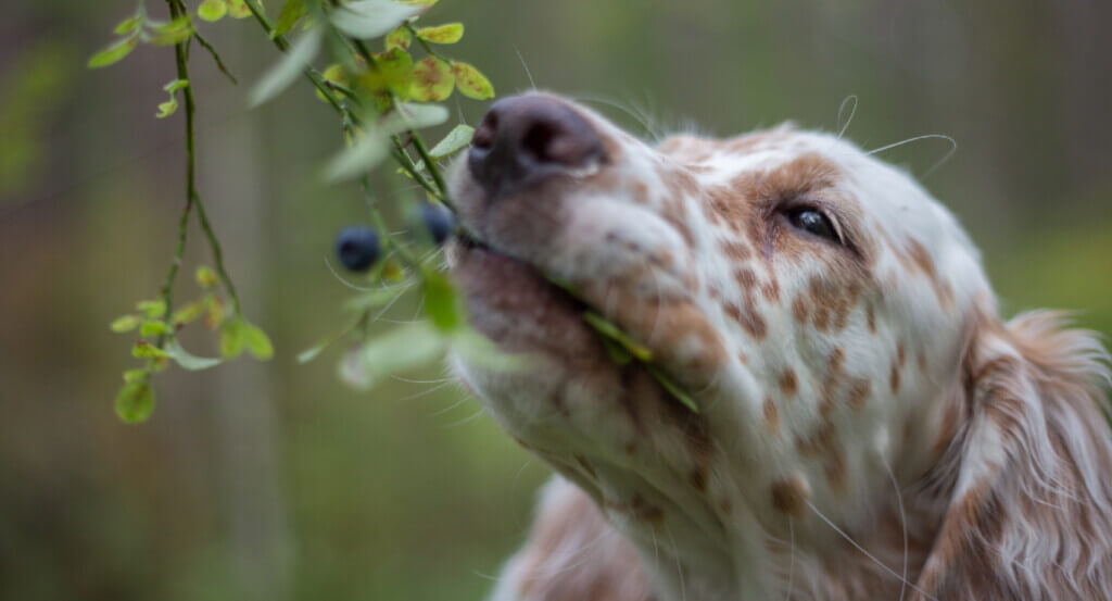 Dog eats blueberries off branch
