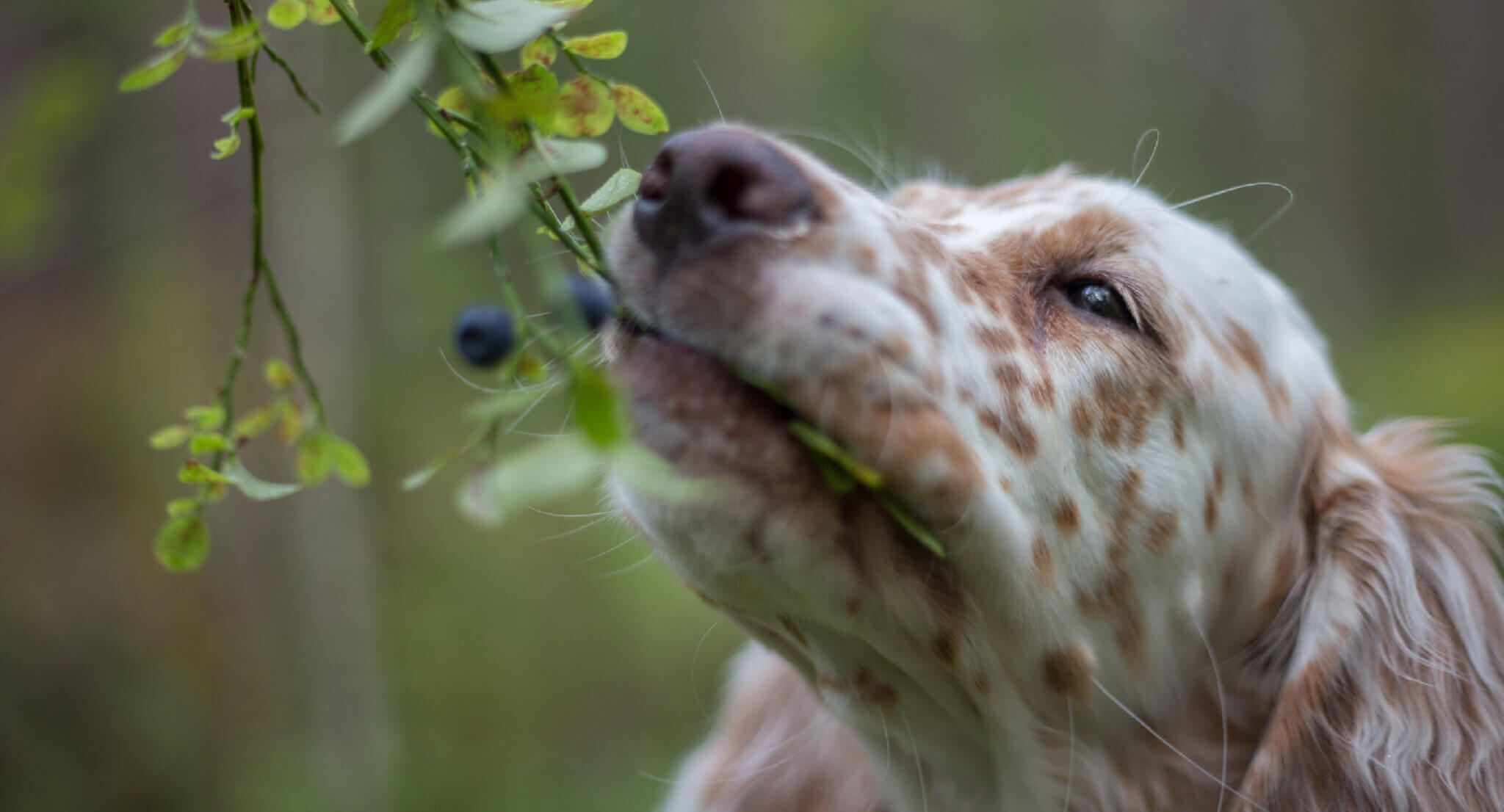Are Blueberries Good for Dogs? Earthborn Holistic Pet Food