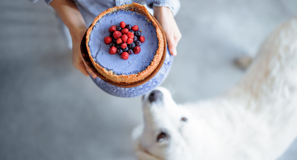 Dog sniffs a cake with blueberries and raspberries on top