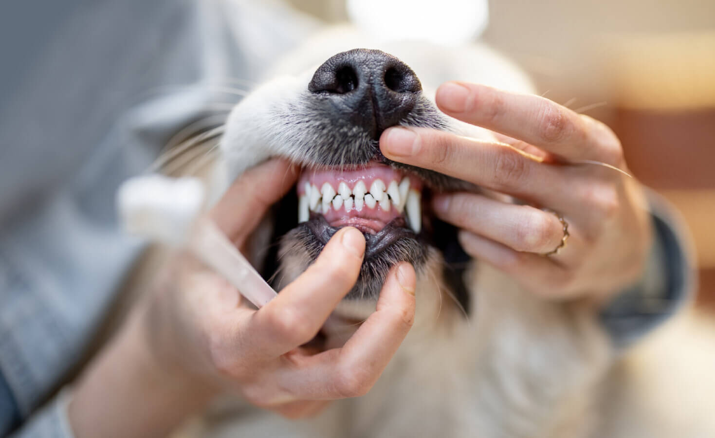 Person holding toothbrush shows dogs teeth