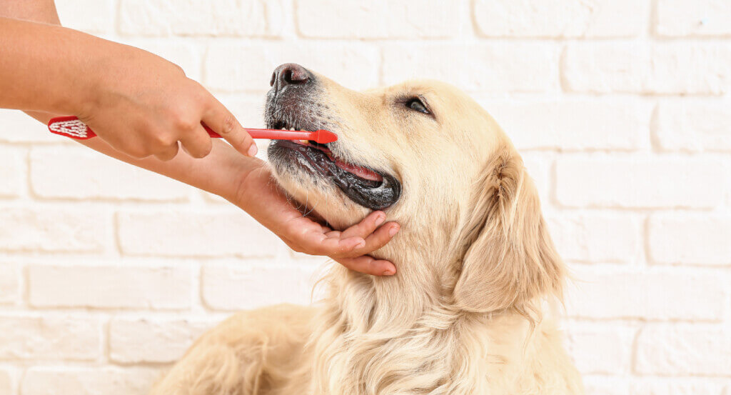 Person holds dogs head as they brush their teeth
