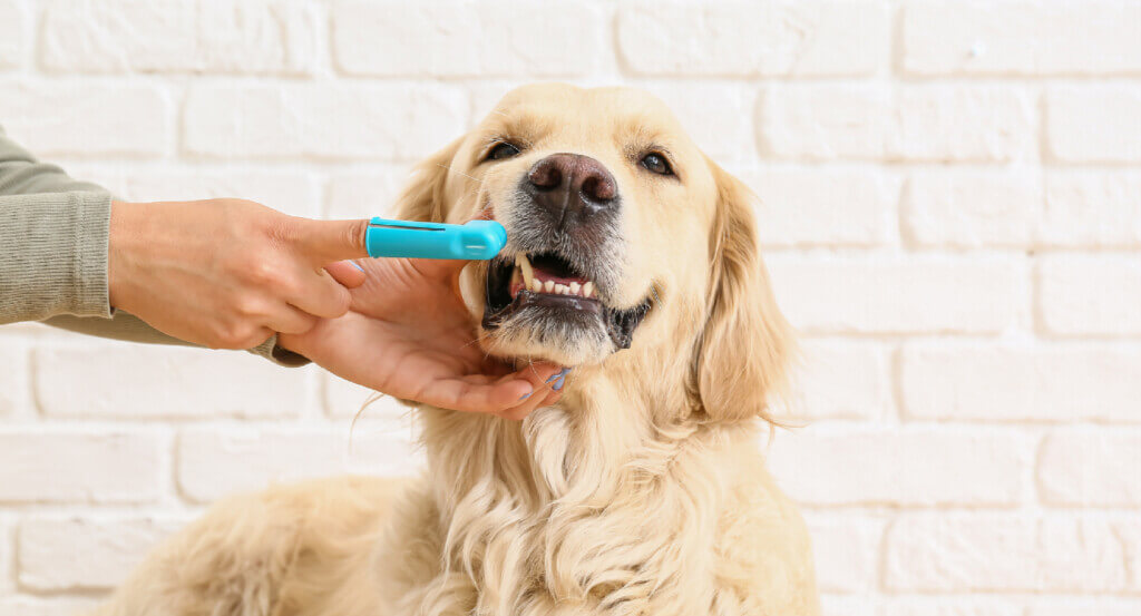 person holds blue toothbrush as they brush dogs teeth