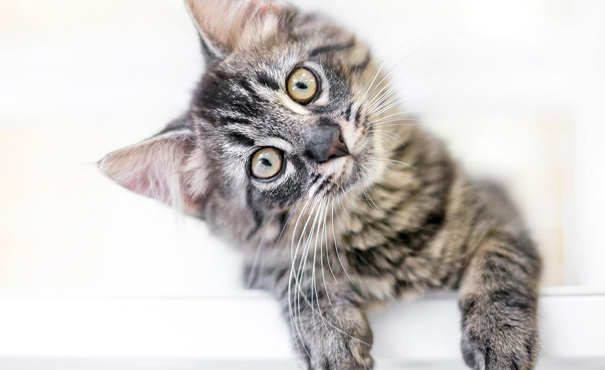 kitten with head tilted looking directly at the camera