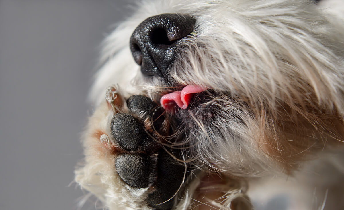 close up of a dog licking his paw