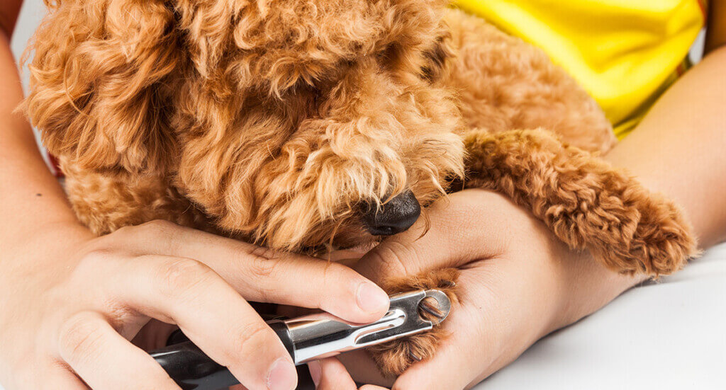 dog with owner getting nails trimmed