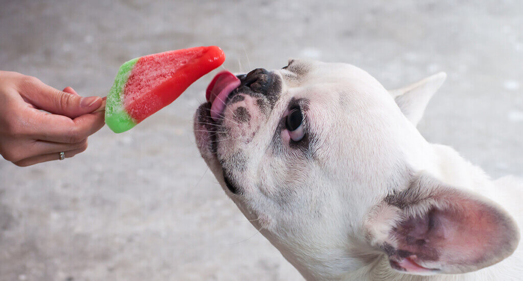 Summer Food Guide Can Dogs Eat Watermelon Earthborn Holistic Pet Food