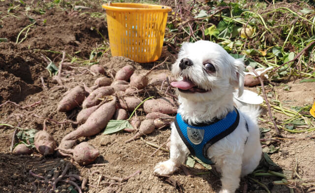 Can Dogs Eat Sweet Potatoes?