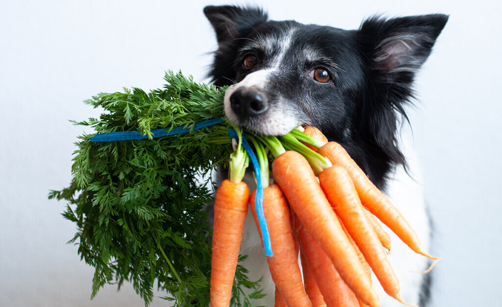 dog holding carrots in mouth