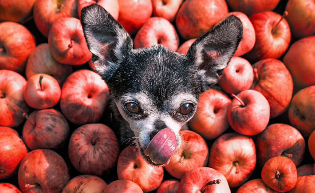 chihuahua dog sticking his head in the middle of a pile of apples