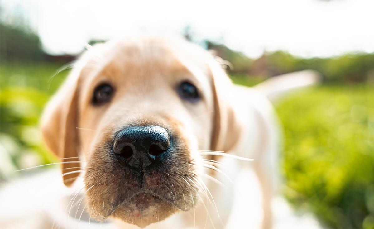 young puppy with nose close to the camera