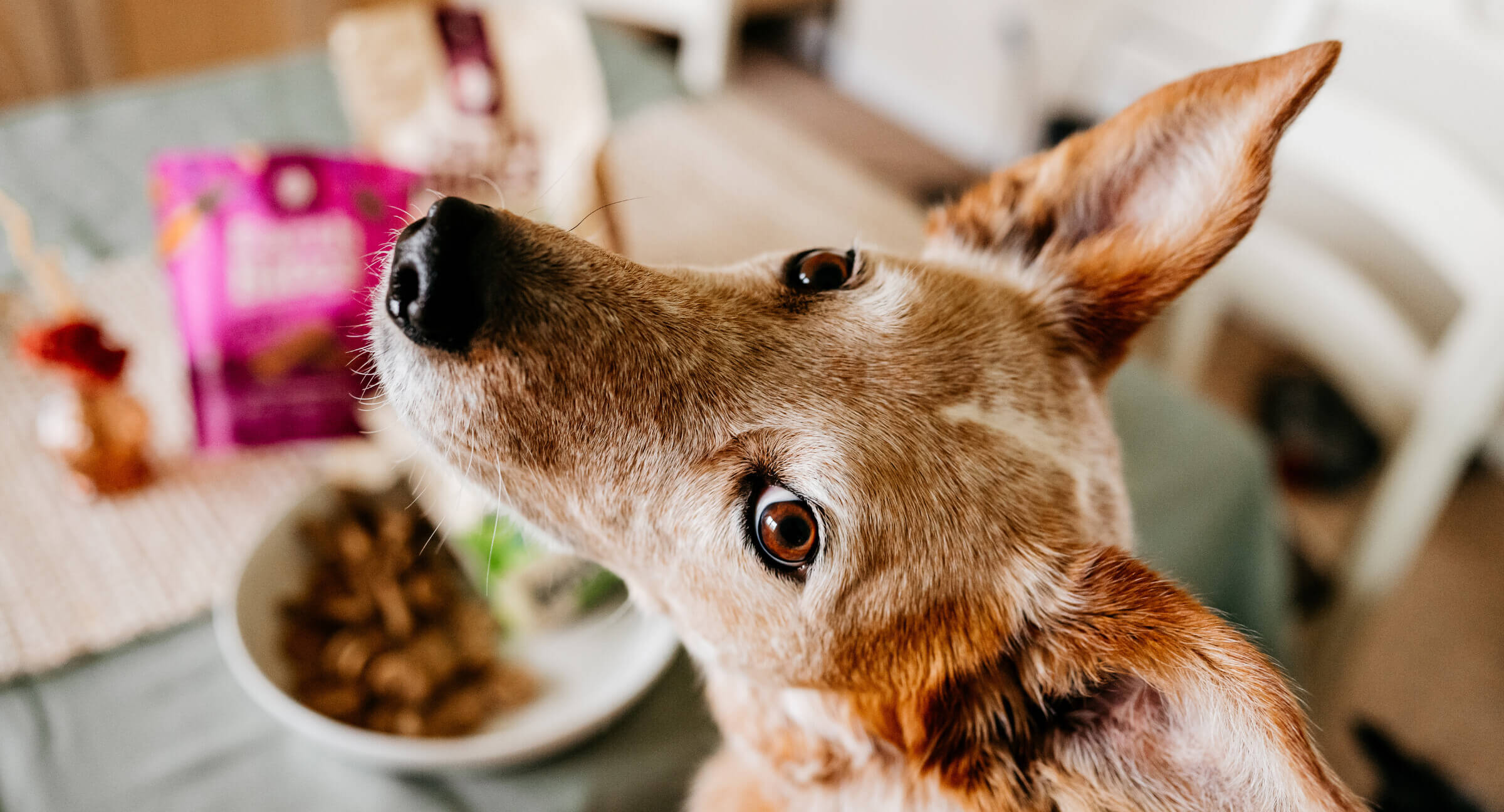 Dog waiting to eat food