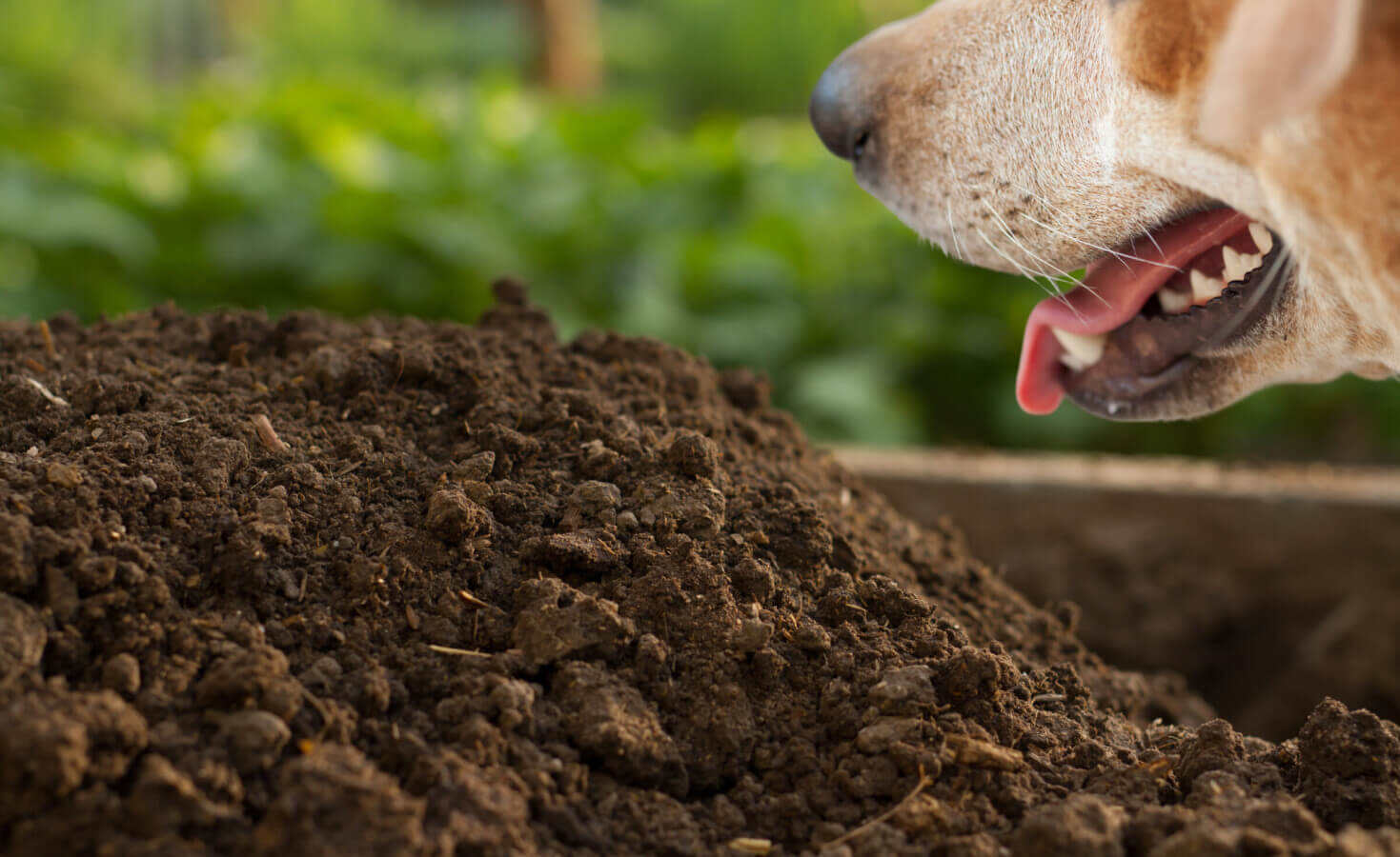 Dog panting over a pile of dirt