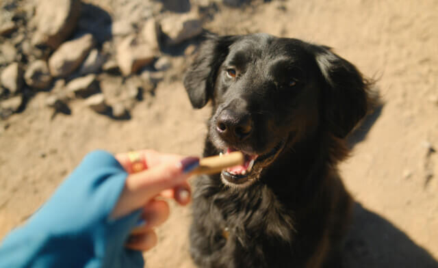 Is Liver Good for Dogs? Benefits, Risks, and Feeding Tips