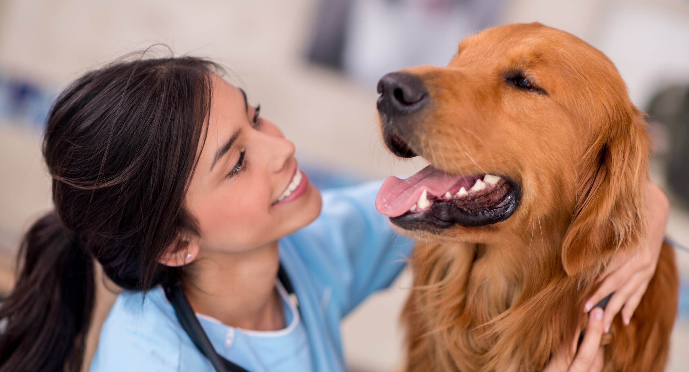 Dog getting a check up at a veterinarian