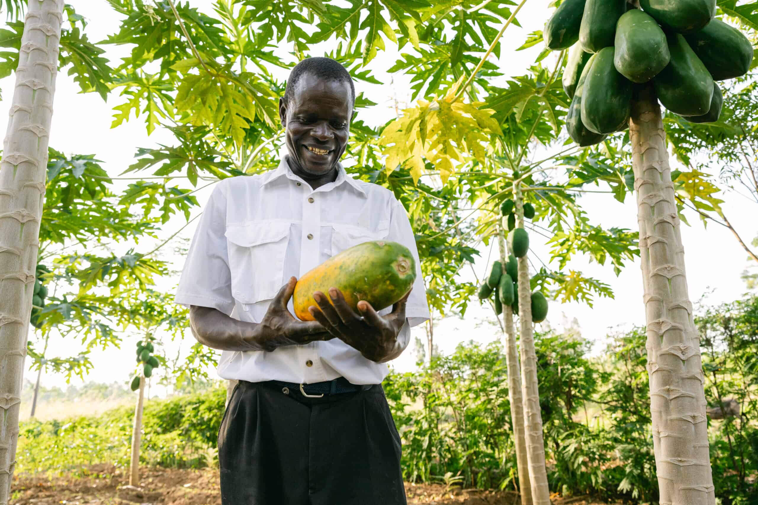 Farmer looking at his produce
