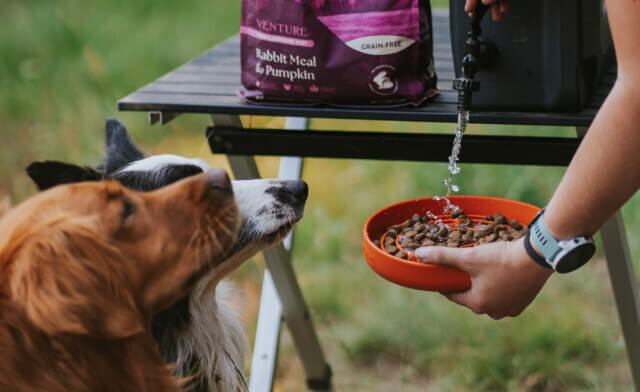 Is Your Dog Drinking Enough Water? Hydration Tips for Warmer Weather