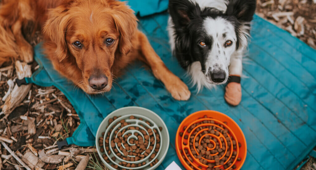 dogs lay on blanket with bowls of dog food in front of them