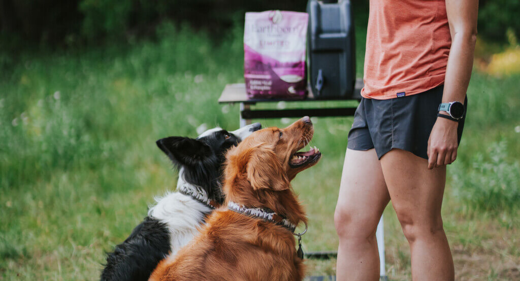 Dogs look up at person as Earthborn Holistic sits on table in background