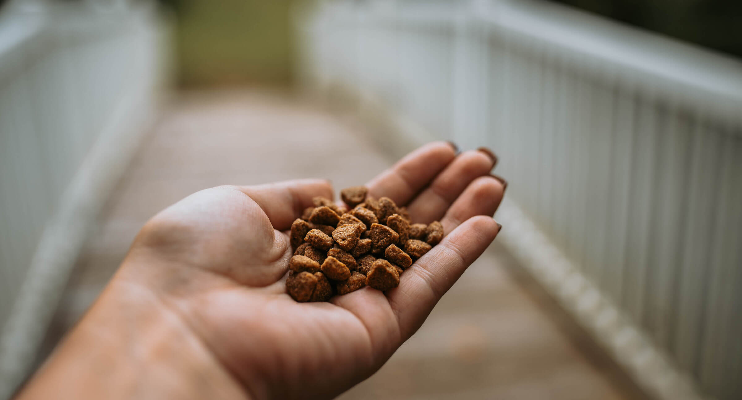 Handful of dog food