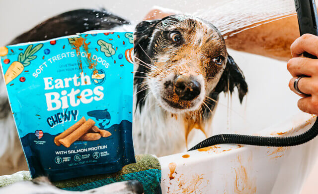 Dog Grooming: DIY or Professional?