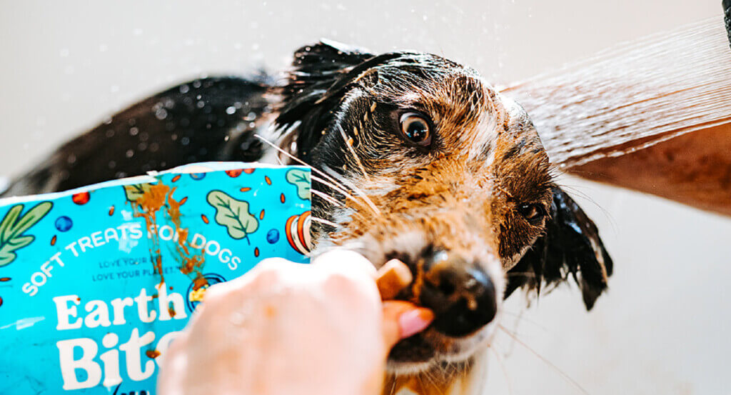 Dog eats treat while getting a bath