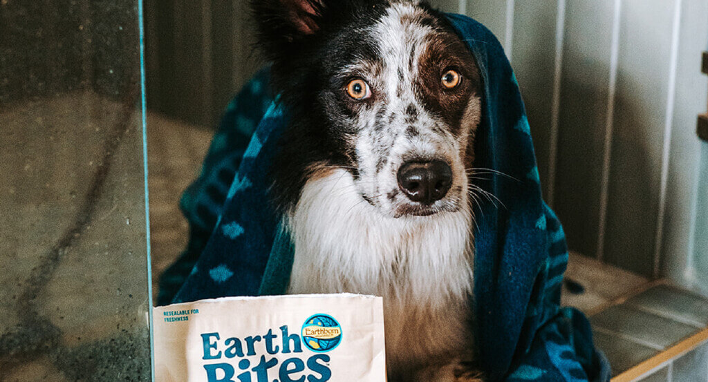 Dog sits in shower with towel with treats