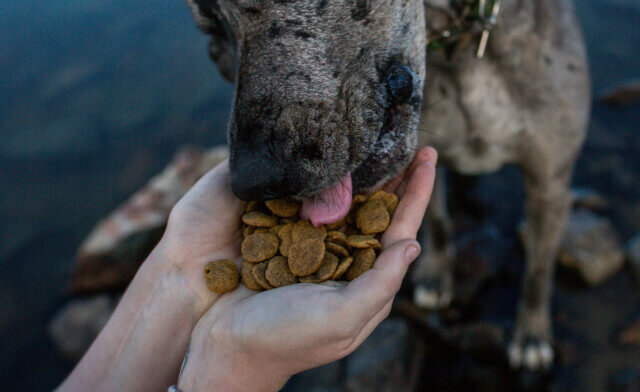 How Long Does It Take for a Dog to Digest Food?
