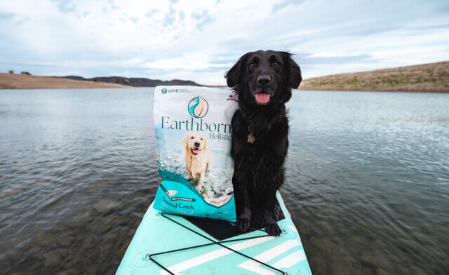 Top Dog Friendly Beaches in the USA