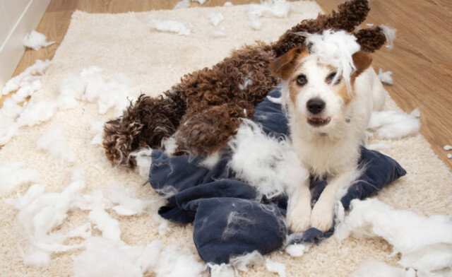 Understanding and Managing Dog Separation Anxiety