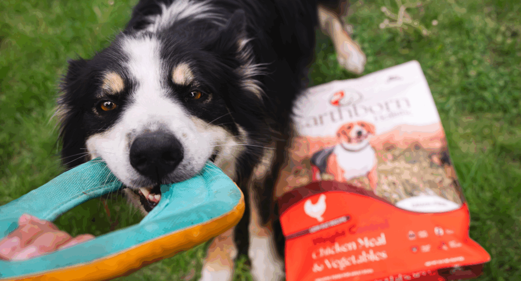 Dog pulling on toy next to bag of dog food