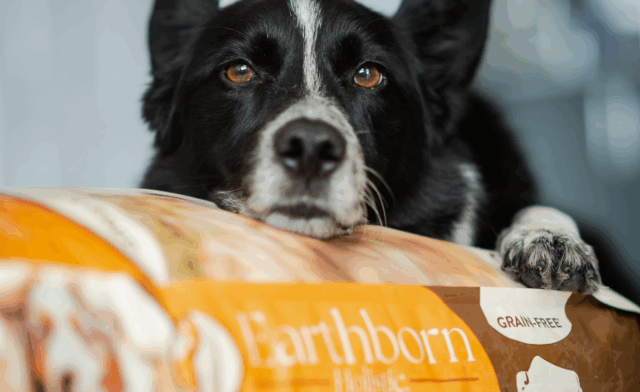 Are Dogs Colorblind? Understanding Dog Color Perception