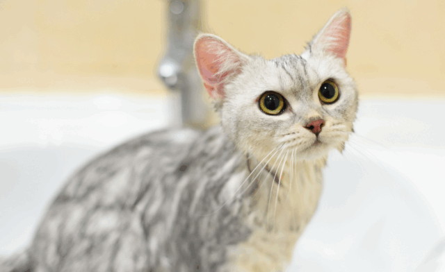 Does My Cat Need A Bath?