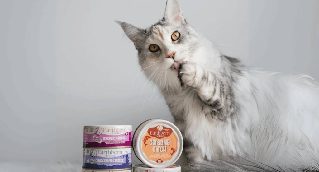 Cat licks paw next to wet food