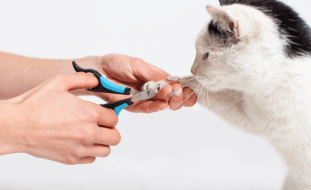 How to Cut Cat Nails?
