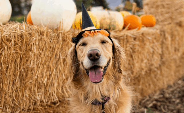 Top 5 Dog Halloween Costumes