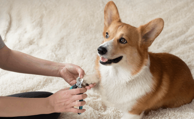 Safely Trimming Your Dog’s Nails