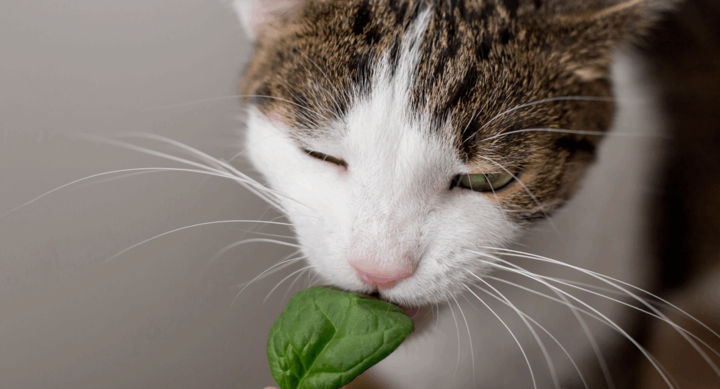 Cat eating a spinach leaf