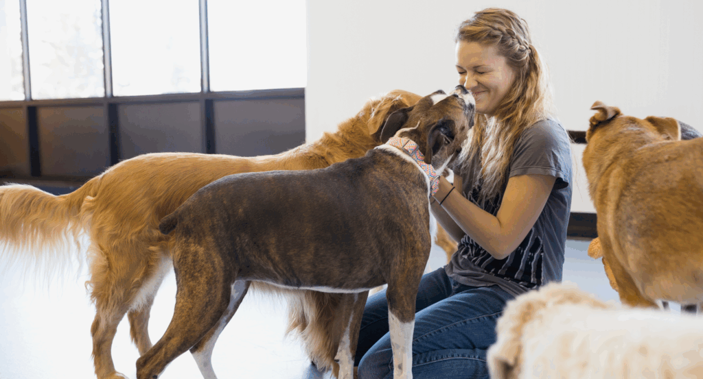 Dogs play with person at dog boarding facility
